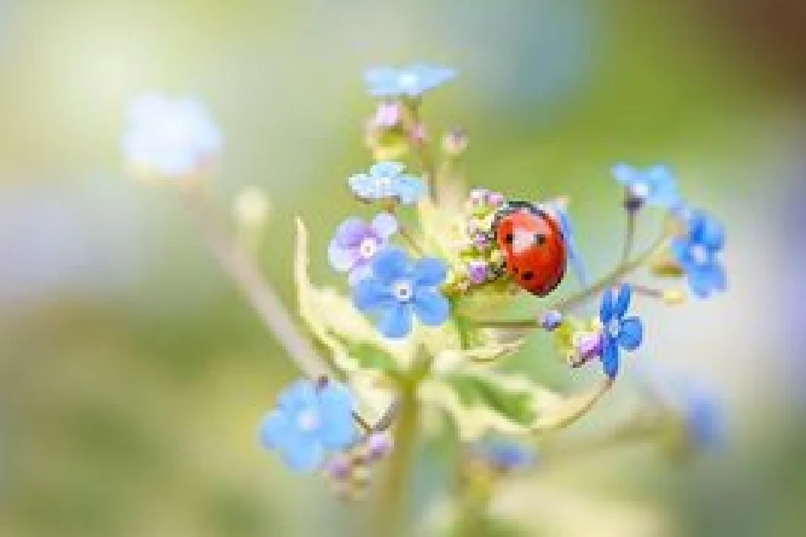 Marienkäfer auf Vergissmeinnicht